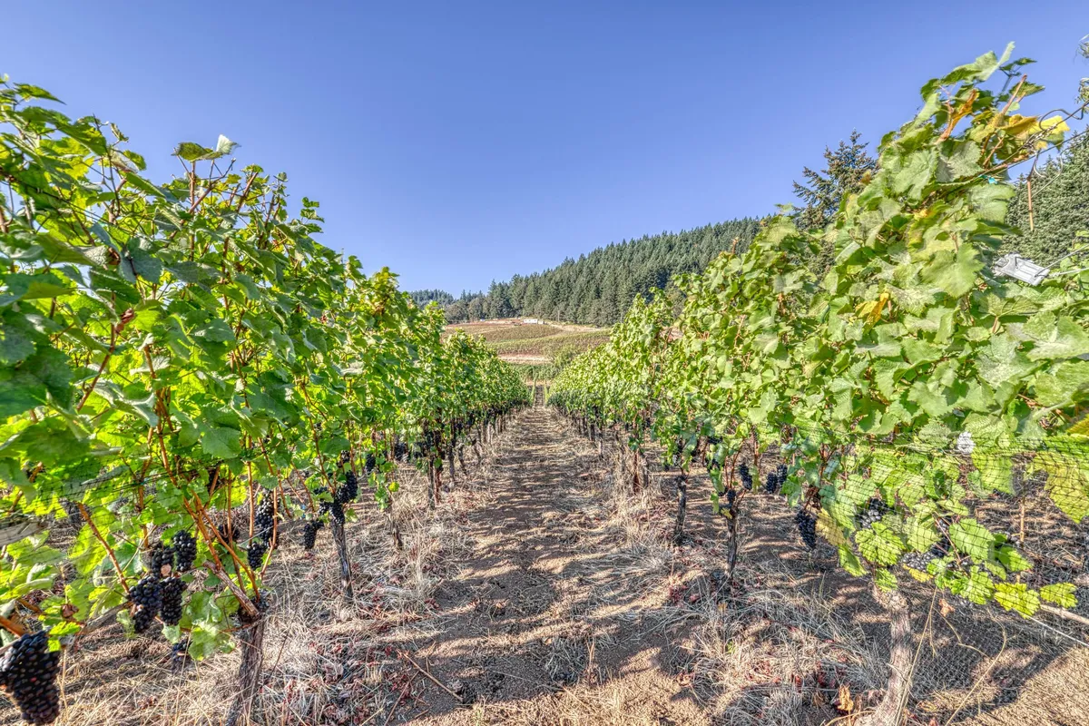 This image features neat rows of grapevines stretching across lush greenery with distant hills on the horizon, capturing the essence of a serene vineyard landscape. The scene is bathed in warm, natural light, ideal for showcasing the wine country setting.