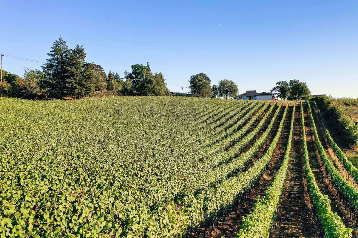 This image captures expansive rows of vineyards stretching toward a distant house, framed by mature trees and open sky. The serene landscape evokes the signature wine country atmosphere, emphasizing natural beauty and privacy.