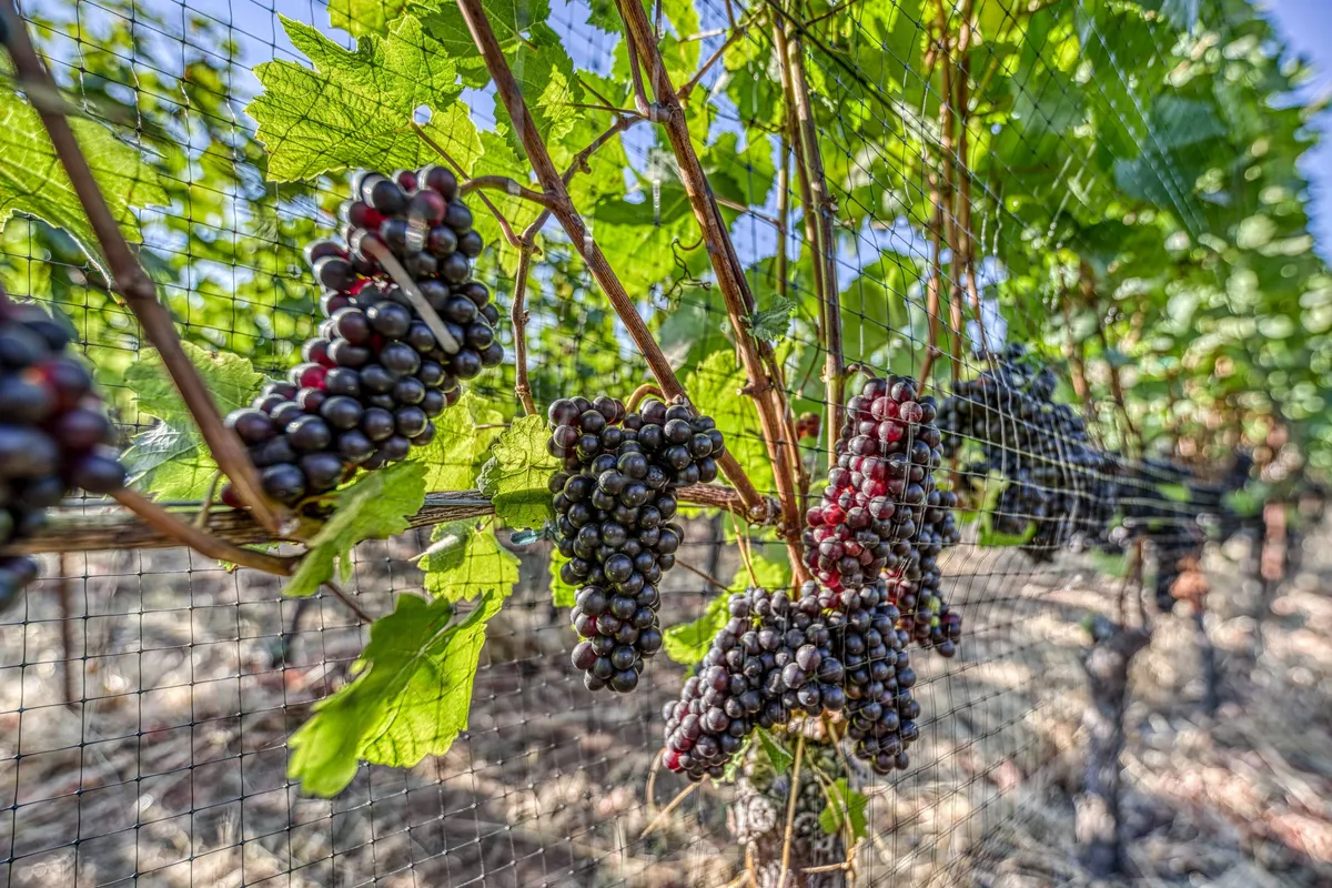 A close-up view of lush grape clusters hanging on the vine, surrounded by vibrant green leaves and light netting, set within a sunlit vineyard. The abundance of grapes and the neat vine rows evoke the richness and romance of wine country.