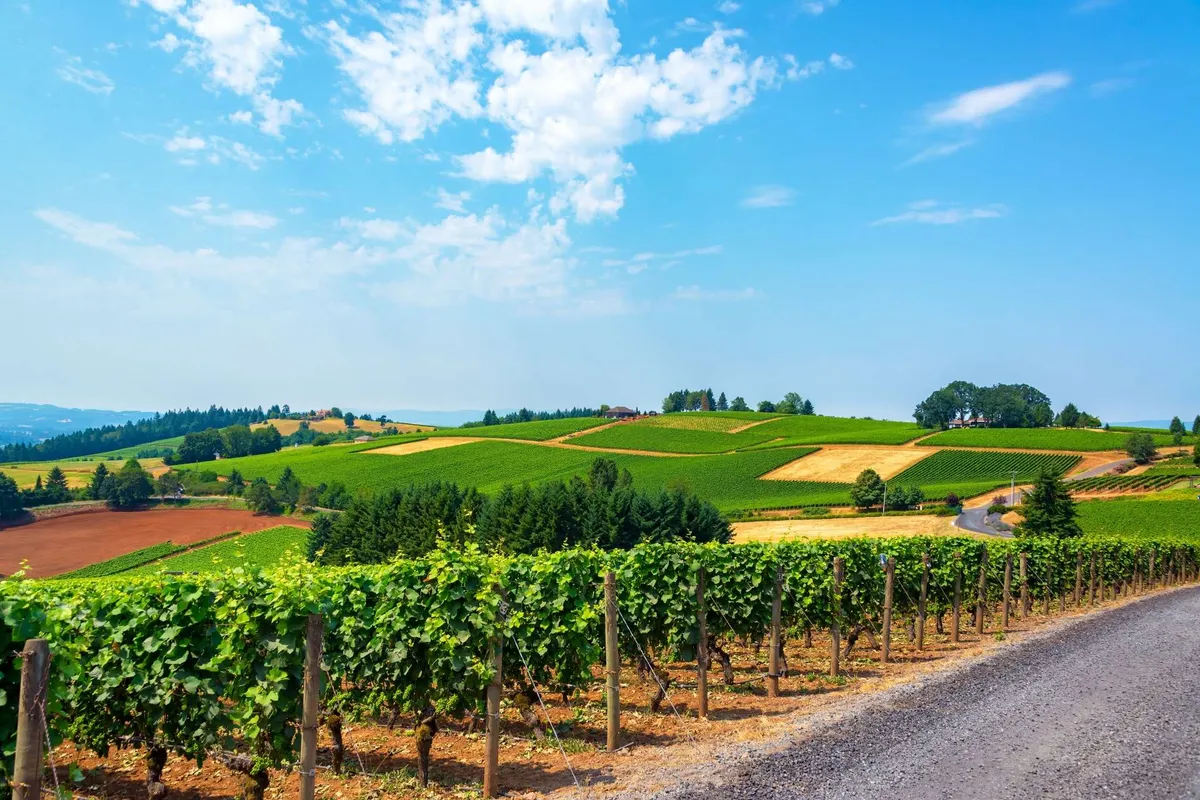 A tranquil view of rolling vineyards and a dirt road winds through the countryside, flanked by open fields and lush grapevines. The scene is peaceful and inviting, with early morning or late afternoon light enhancing the natural beauty.